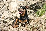 PINSCHER NAIN 160